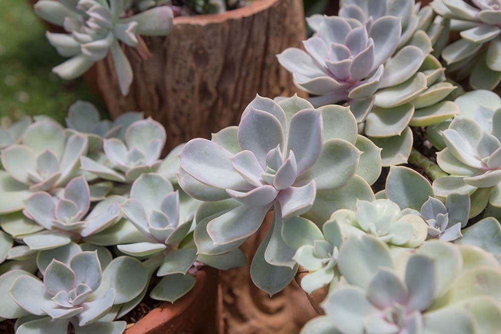 Echeveria dusty rose succulent
