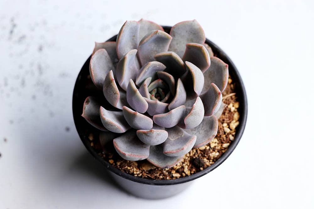 Echeveria Orion Succulent
