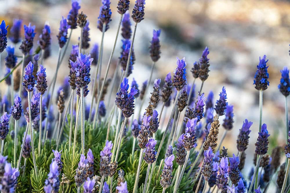 english lavenders