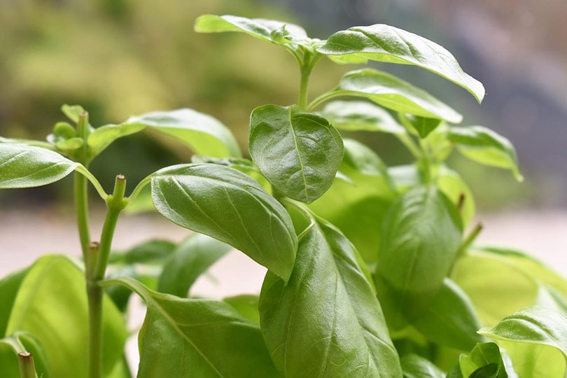 fully grown basil herb plant