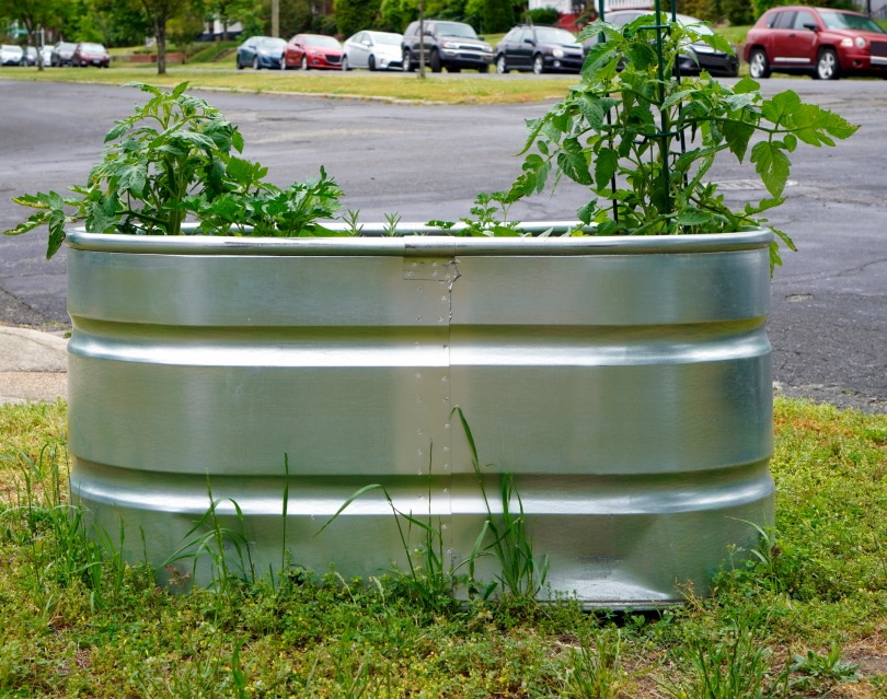 galvanized raise bed garden