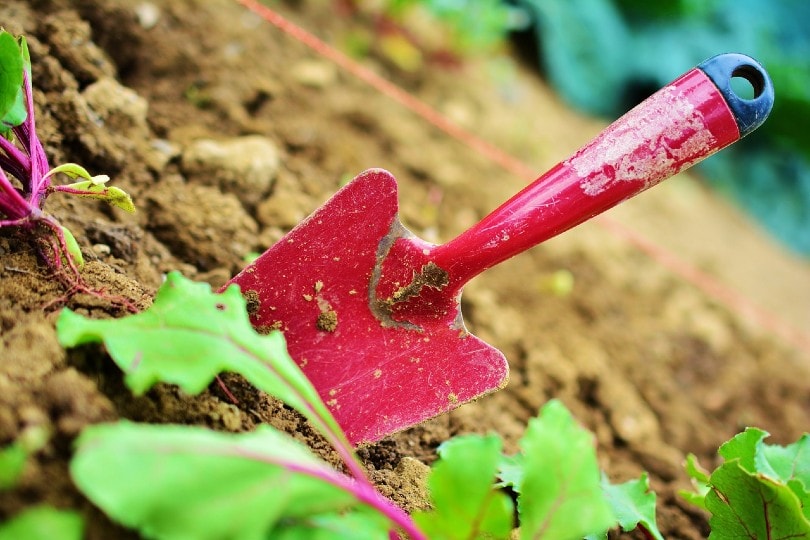 garden soil