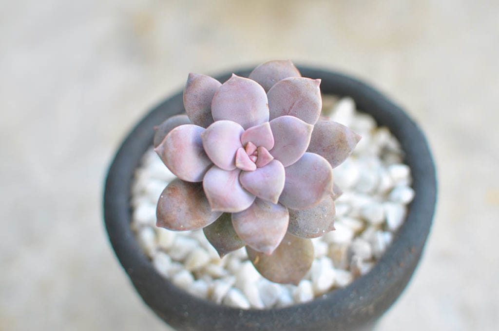 Graptopetalum Superbum Succulent