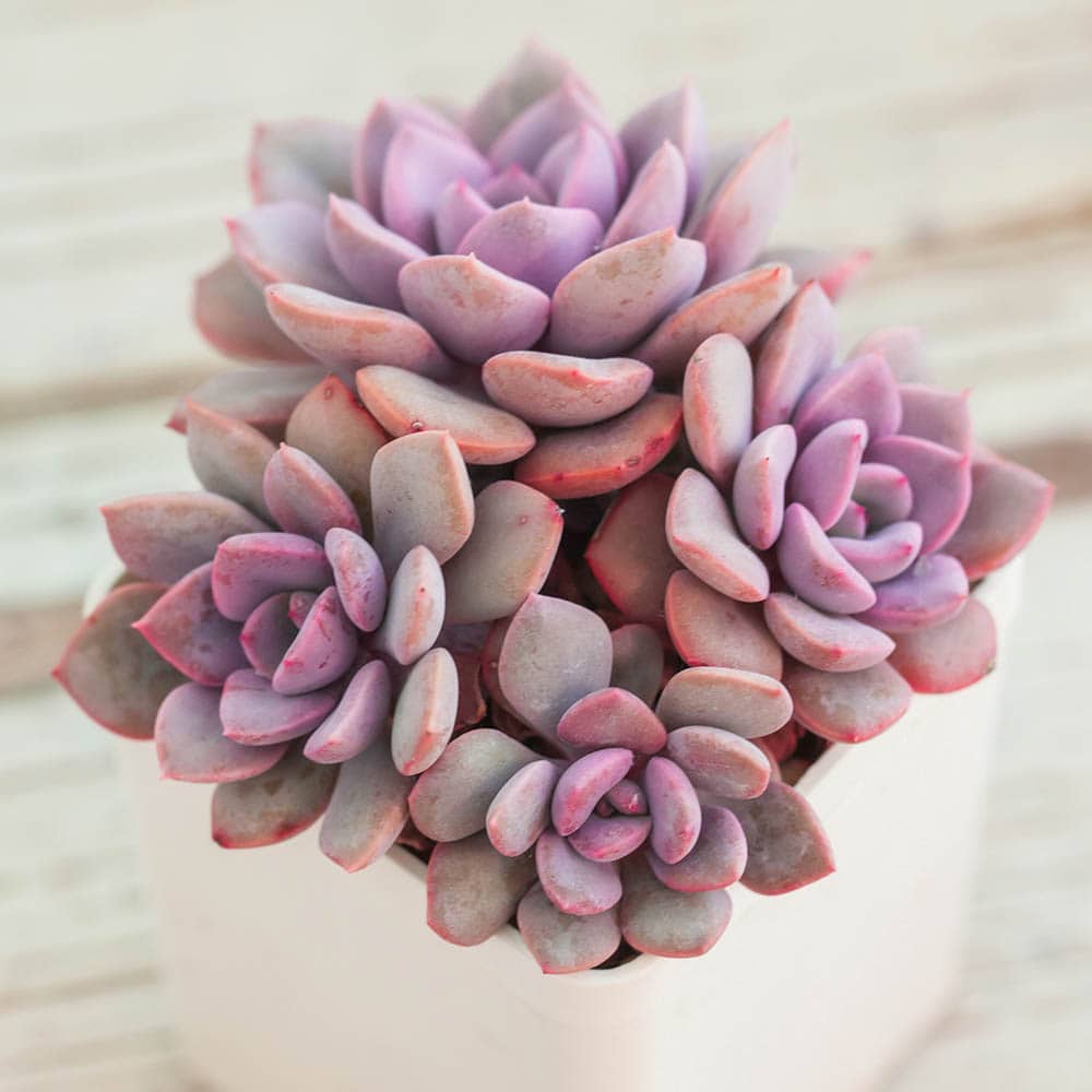 graptoveria debbie