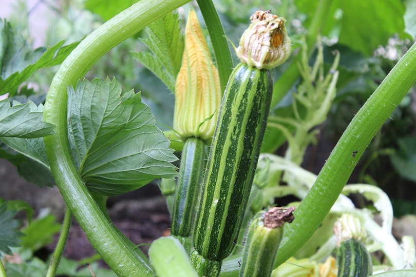 green zucchini vegetables