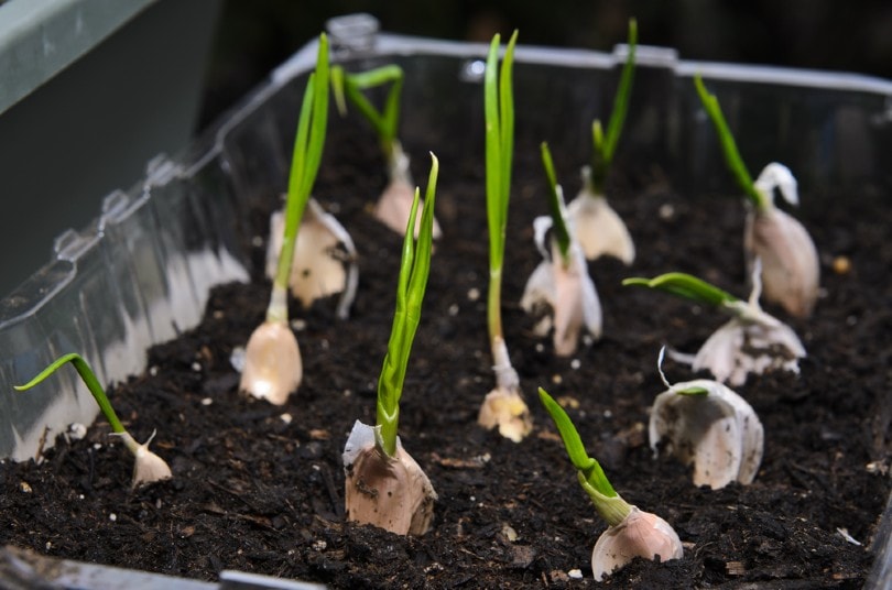 growing garlic in a small pot indoors