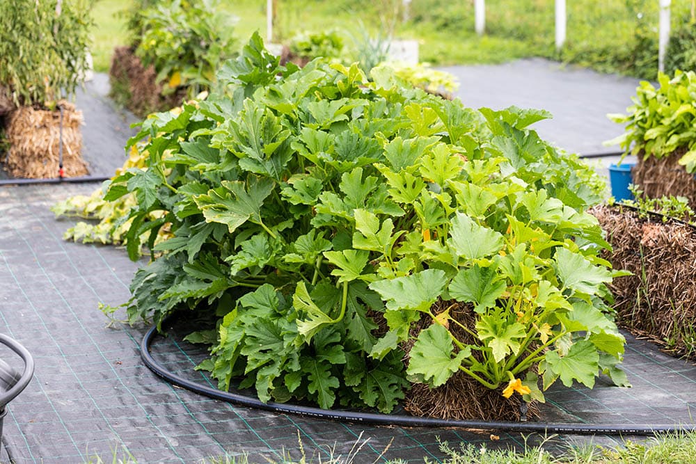 growing plants on landscape fabric