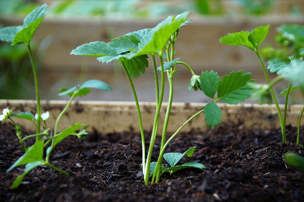 growing strawberry plant