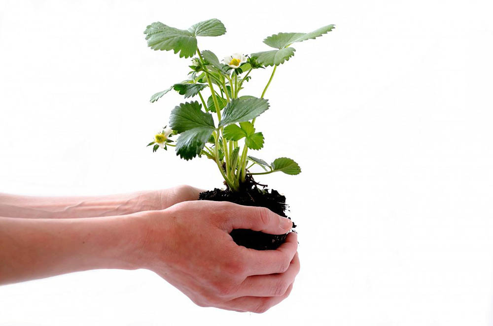 hand holding strawberry plant