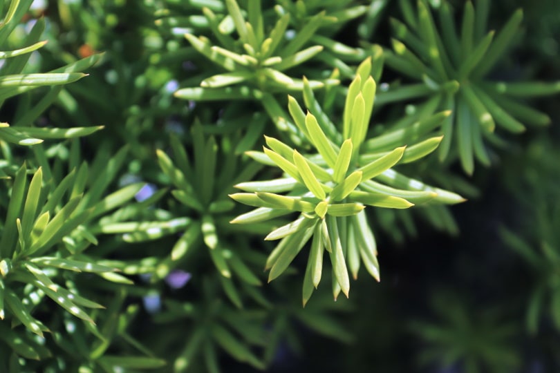 hicks yew shrubs