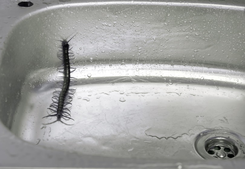 house centipede
