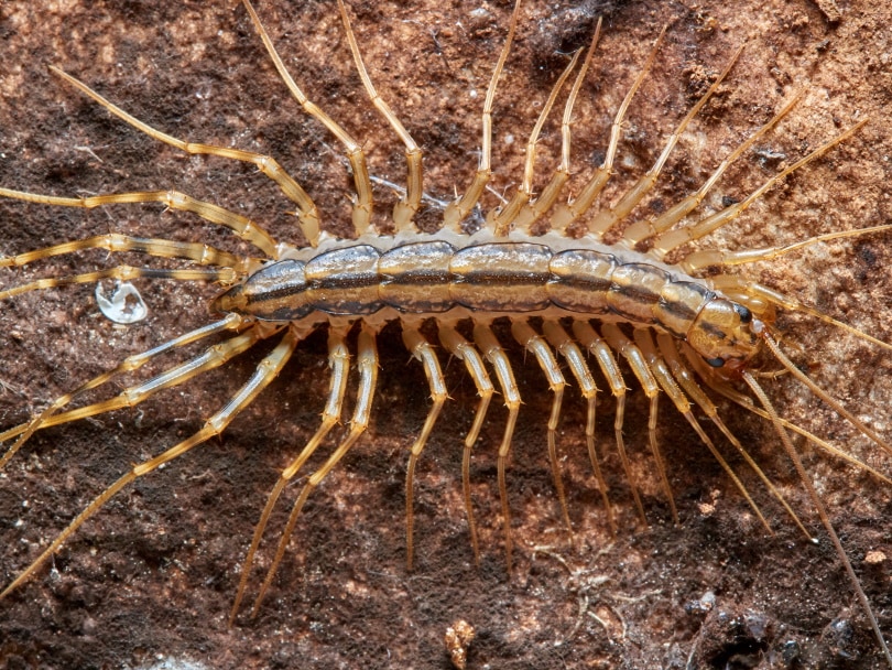house centipede
