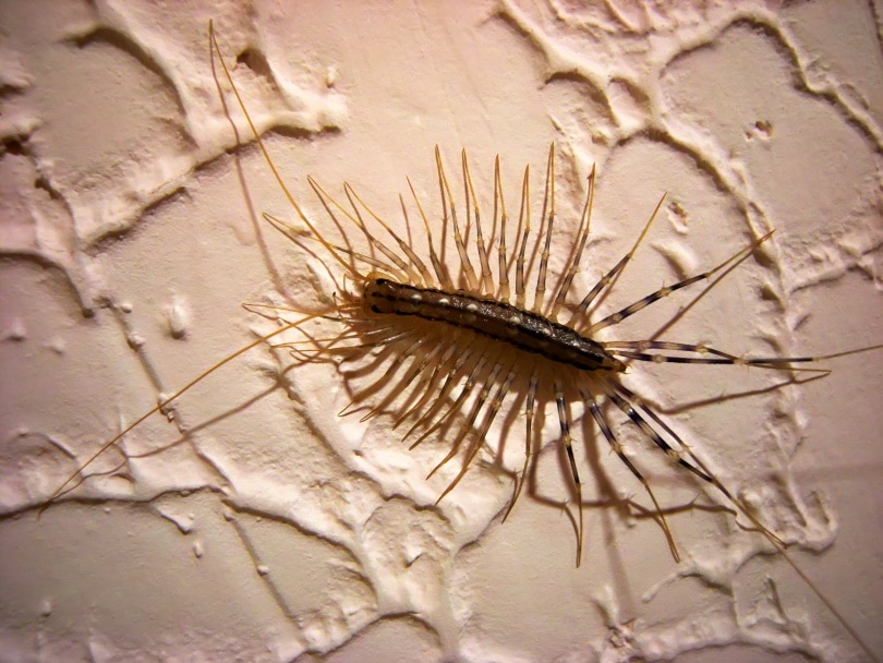 house centipede