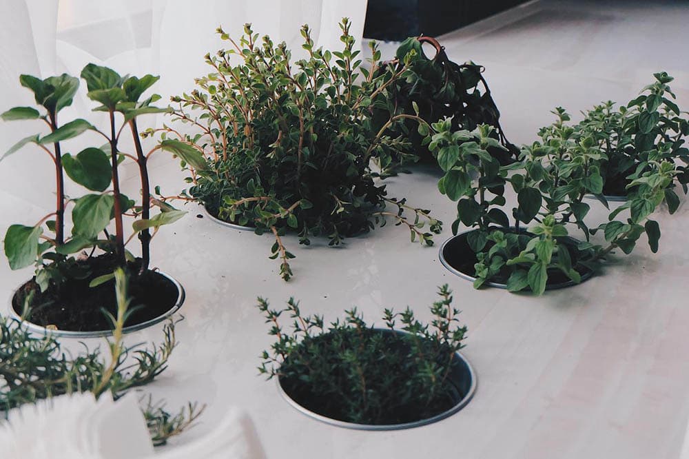 indoor herb plants