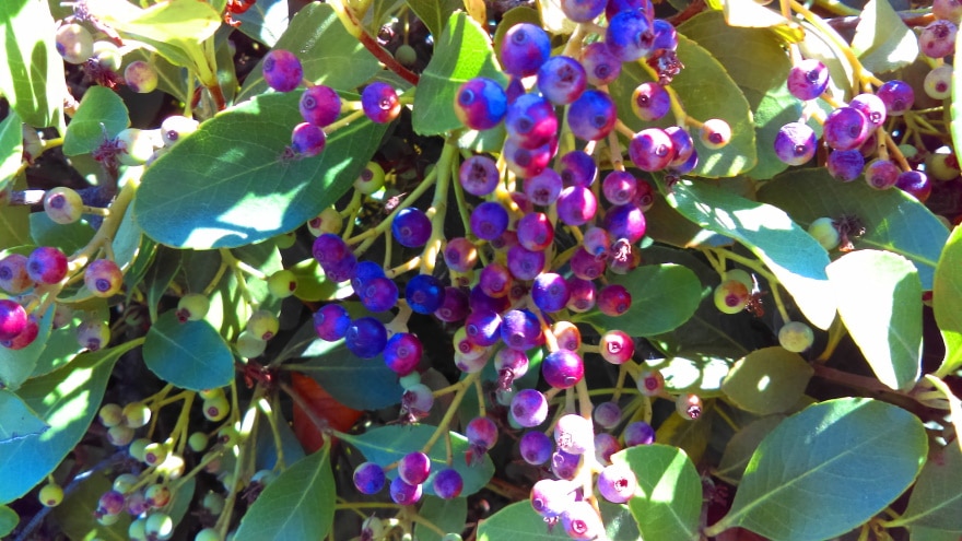 inkberry plant