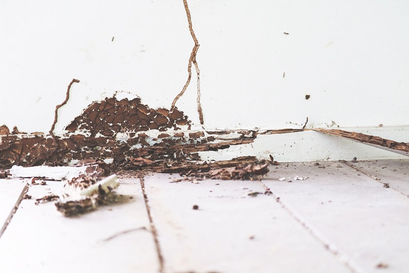 interior wood floor was damaged by termites