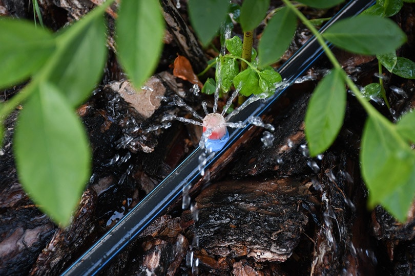 irrigation system in a raised bed
