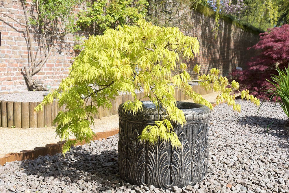 Japanese maple in an ornamental pot