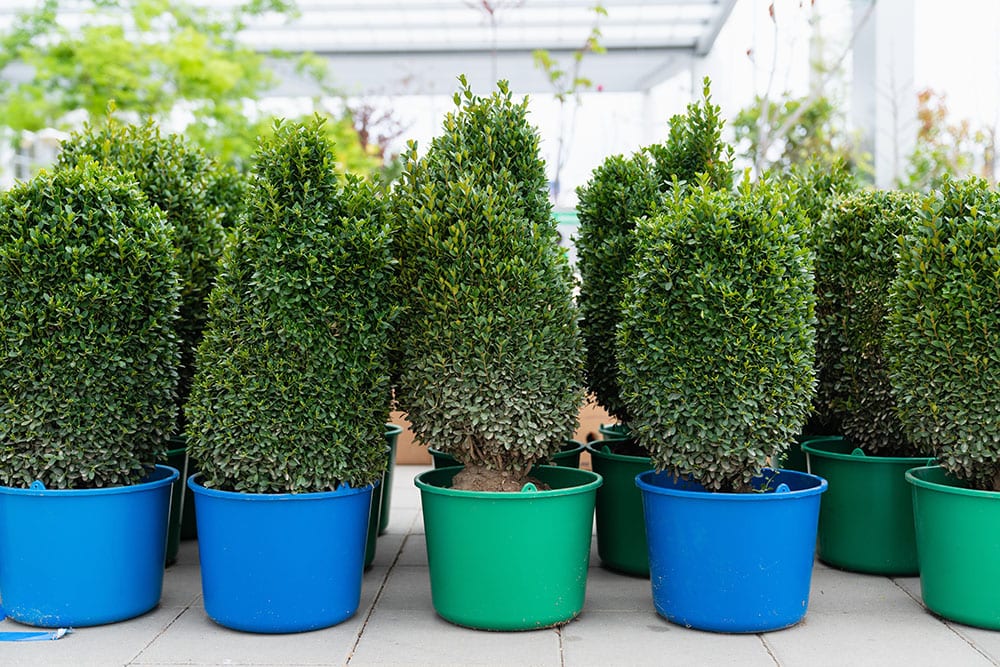 Junipers in plastic pots