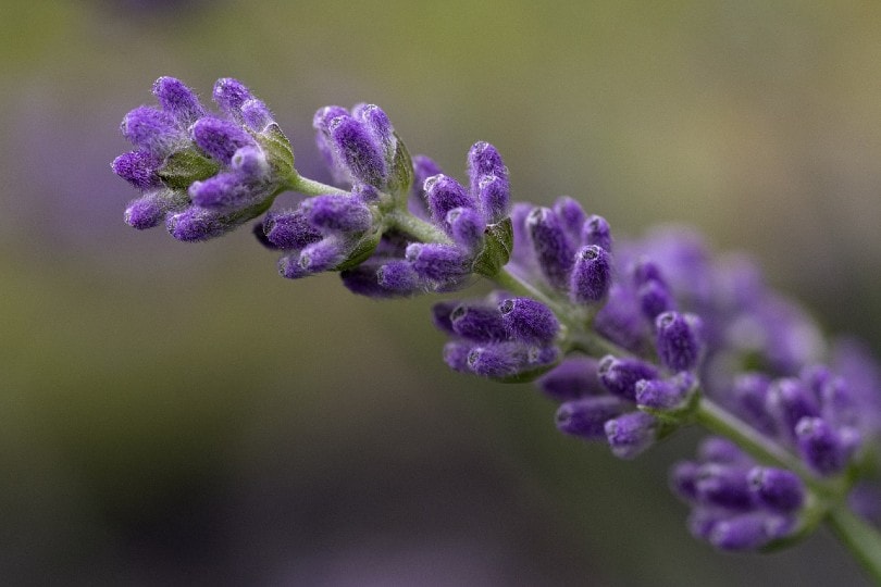 lavender plant