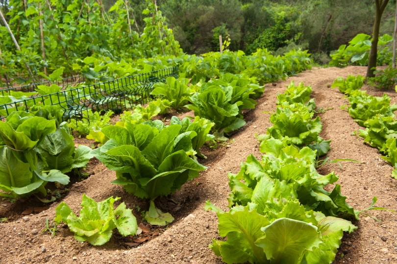 lettuce in vegetable garden
