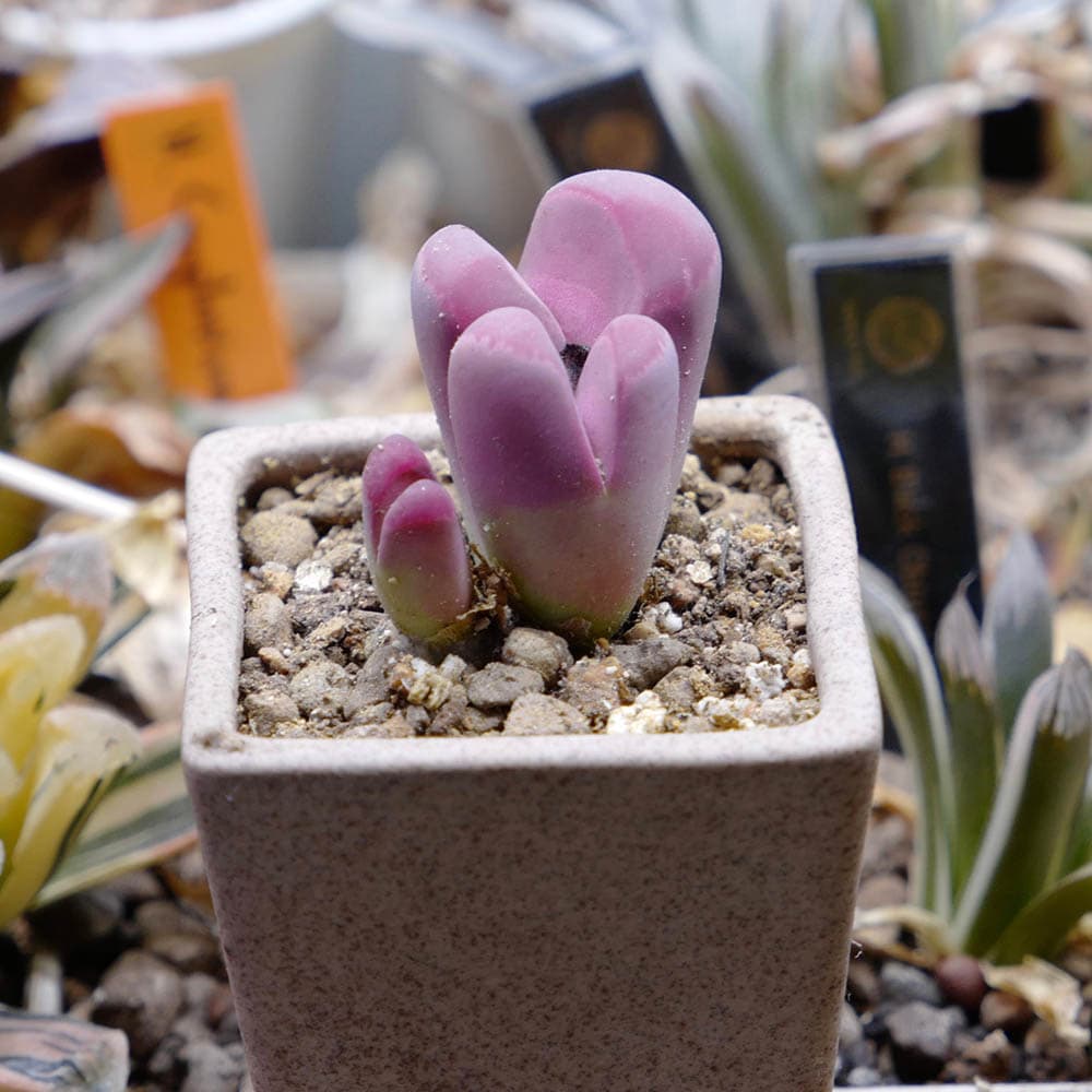 Lithop optica rubra