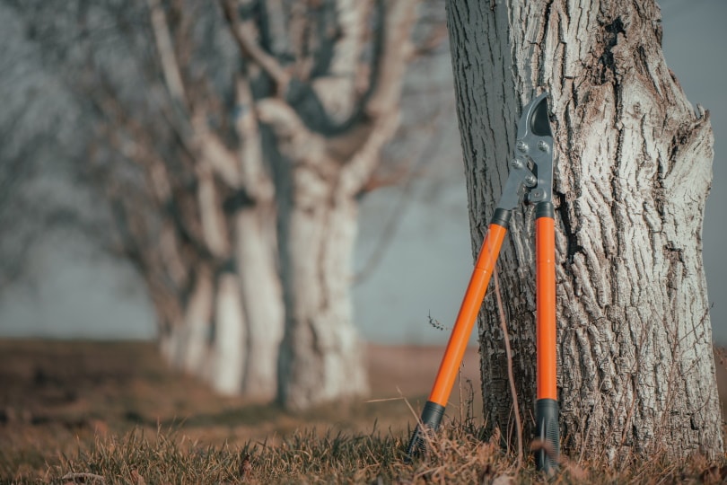 looper garden tool
