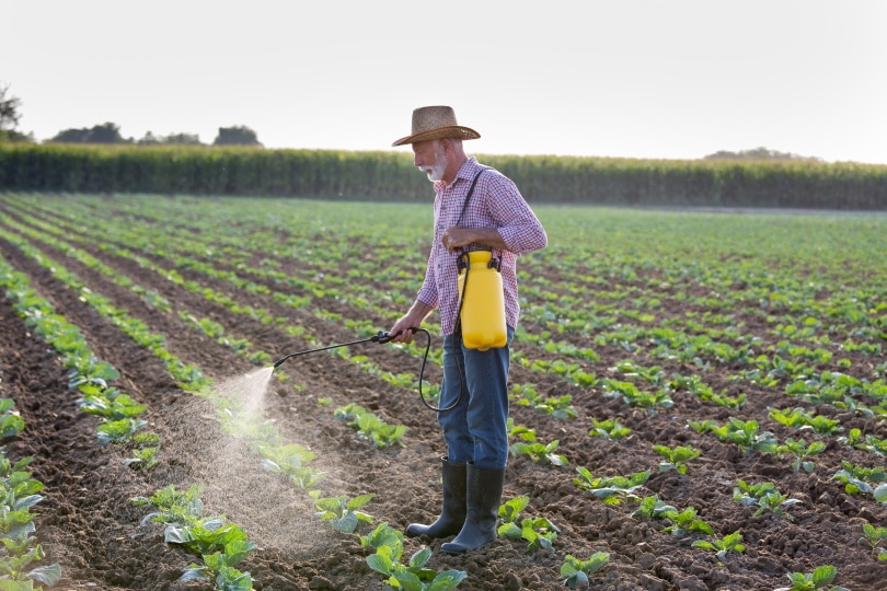 man spraying at cabbage plantation