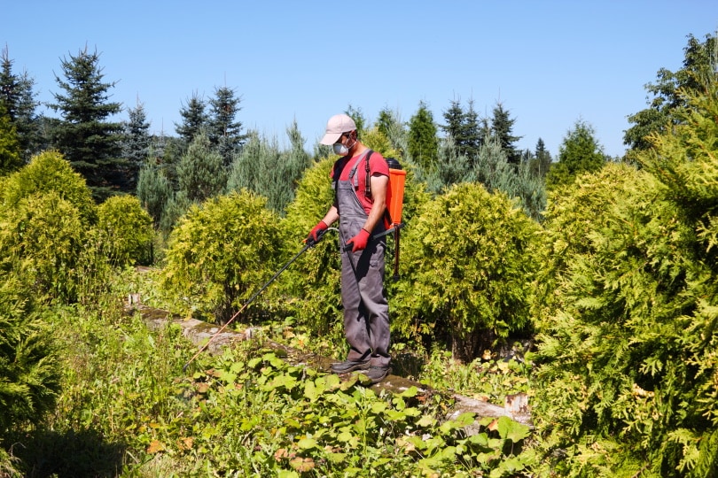 man spraying pesticides