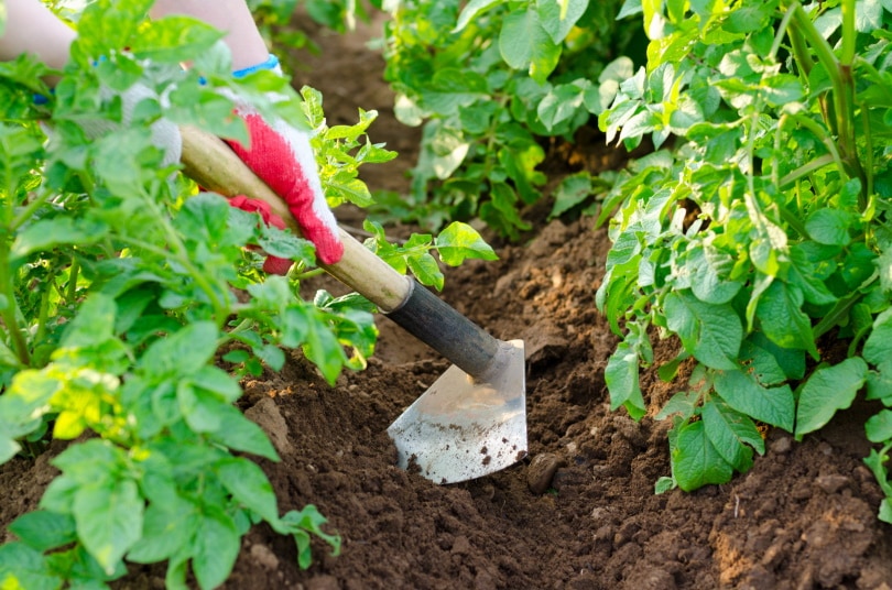 man using hoe in garden