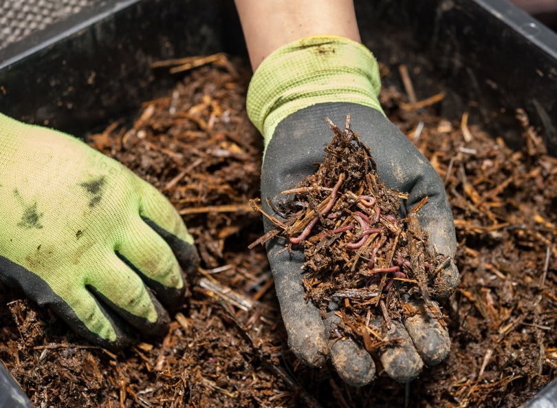 mans hand with worms