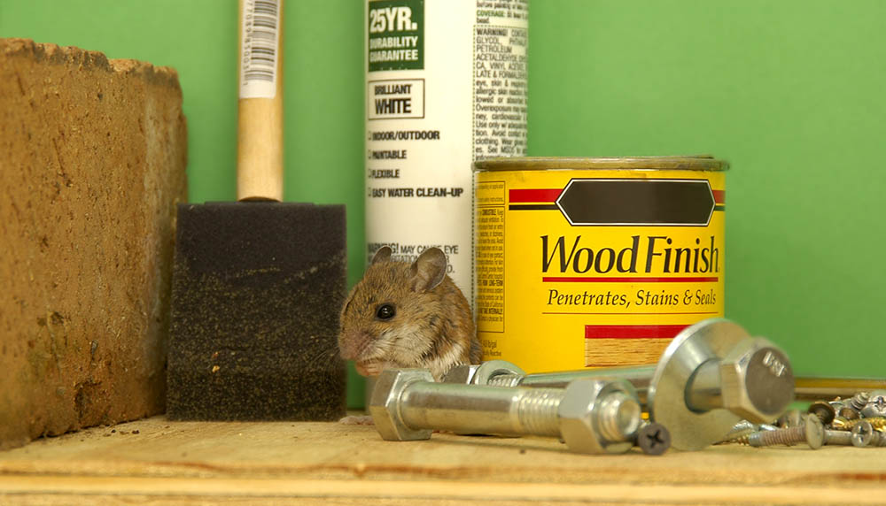 mouse in the garage