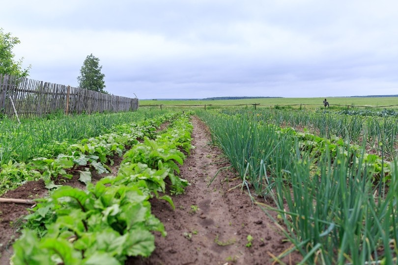 organic gardening in the fields