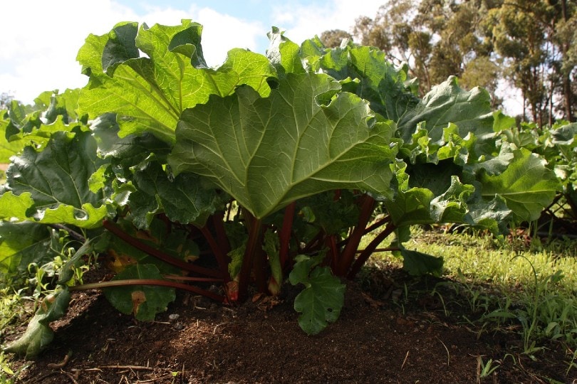 organic vegetable plant
