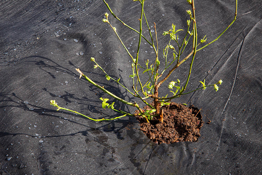 planting on landscape fabric