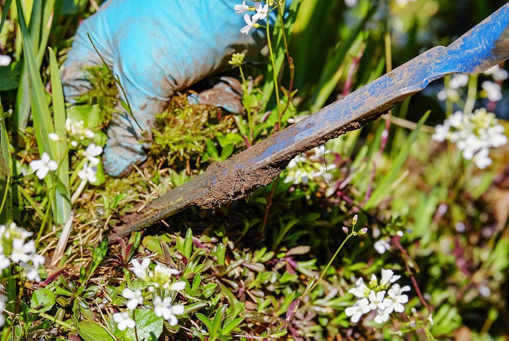 plucking weeds