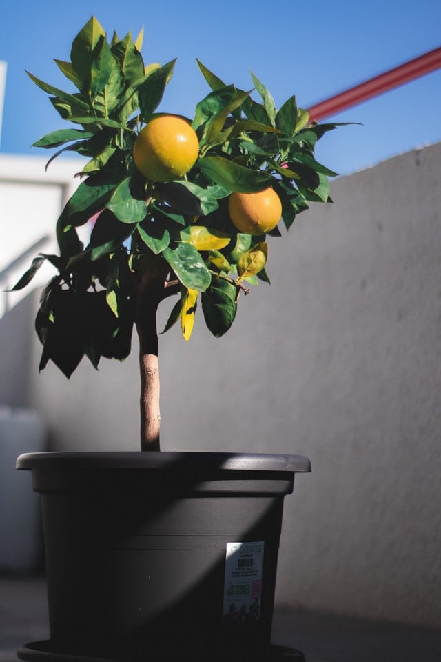 potted citrus tree