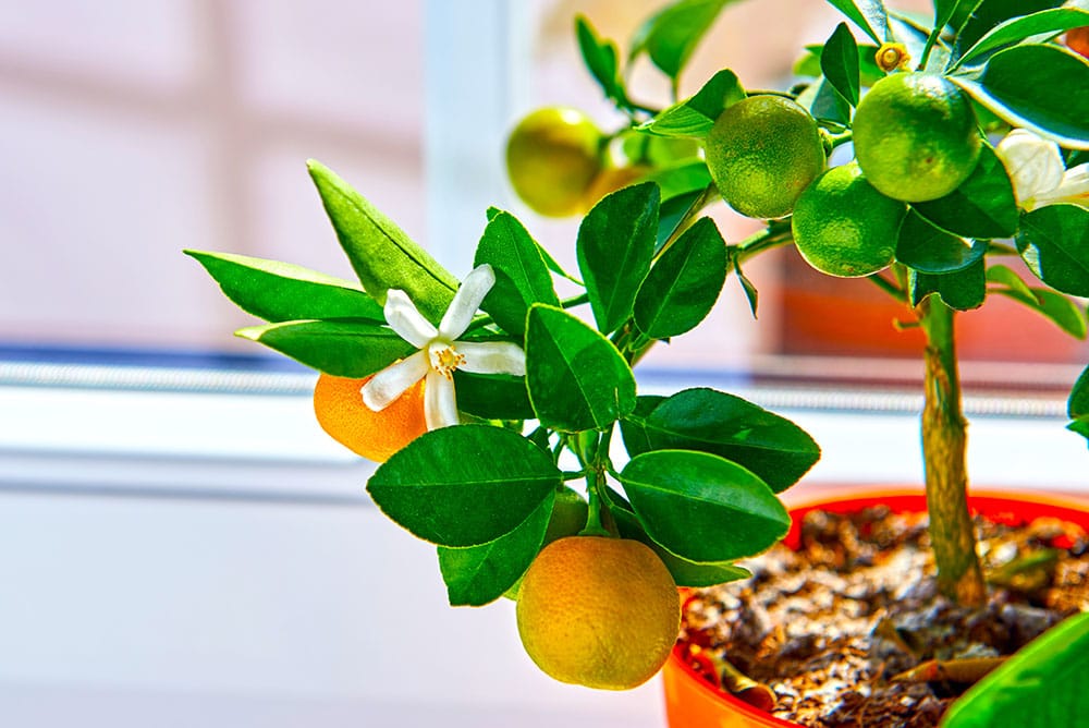 potted orange tree