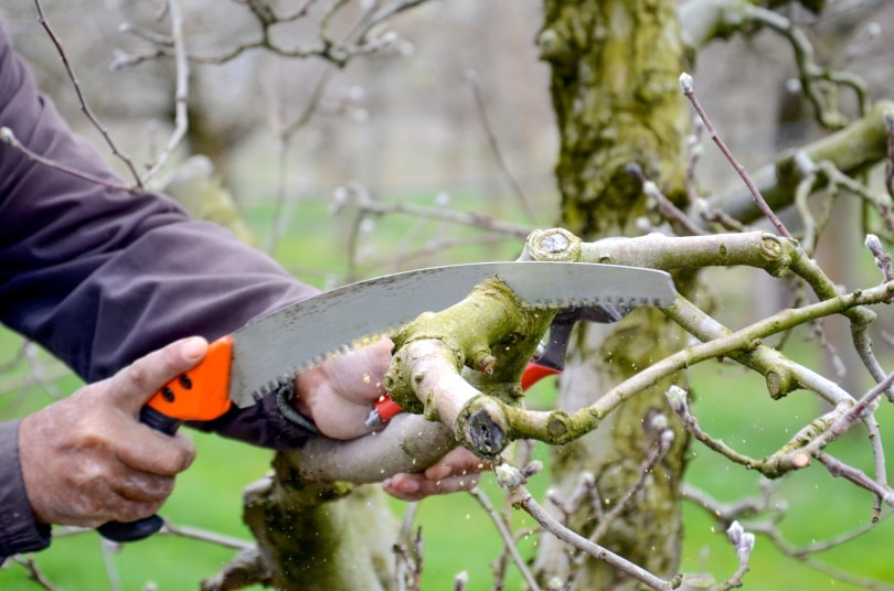 pruning saw