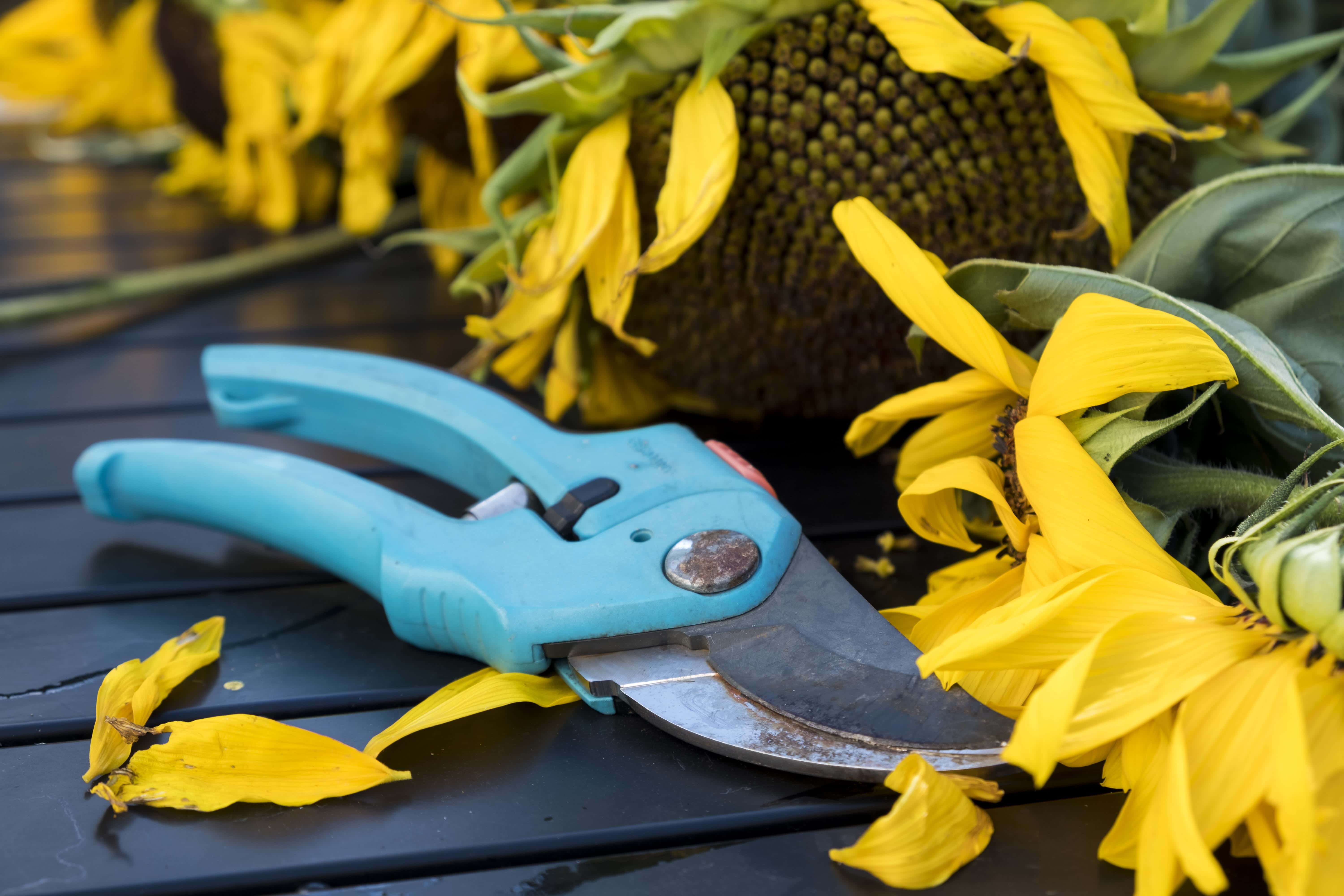 pruning shears