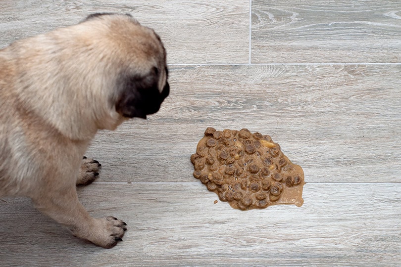 pug dog vomit on the floor