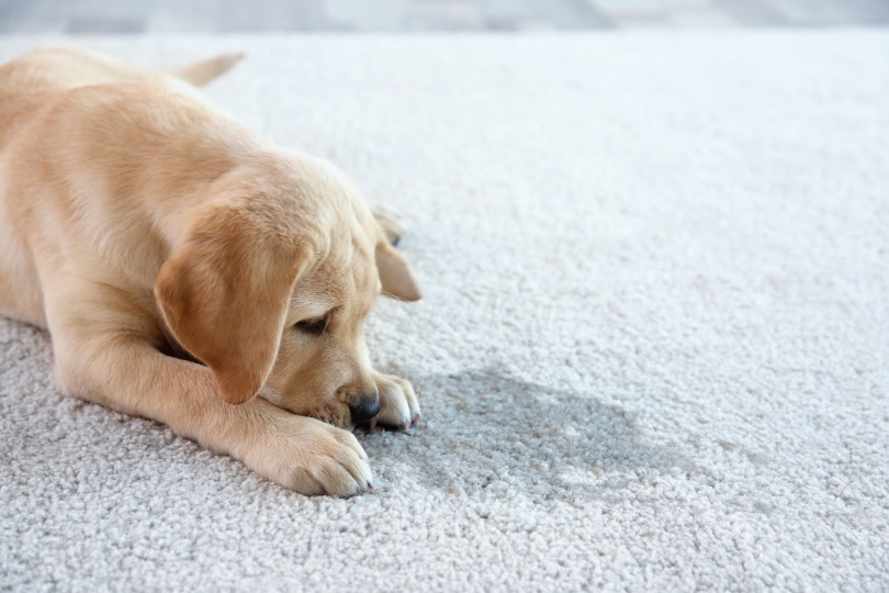 puppy lying on the carpet near wet spot