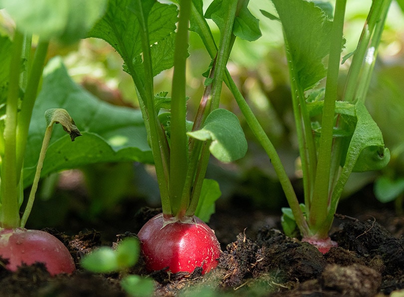 radish crops