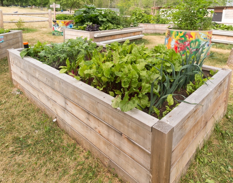 raised beds gardening