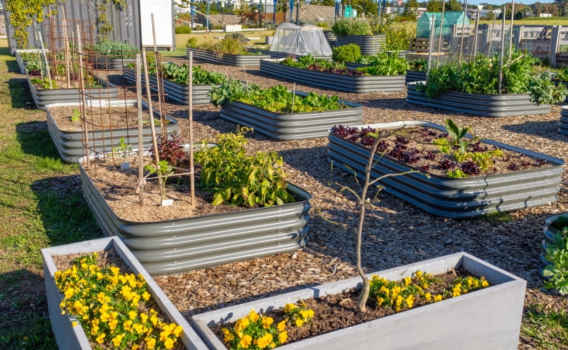 raised beds vegetable garden