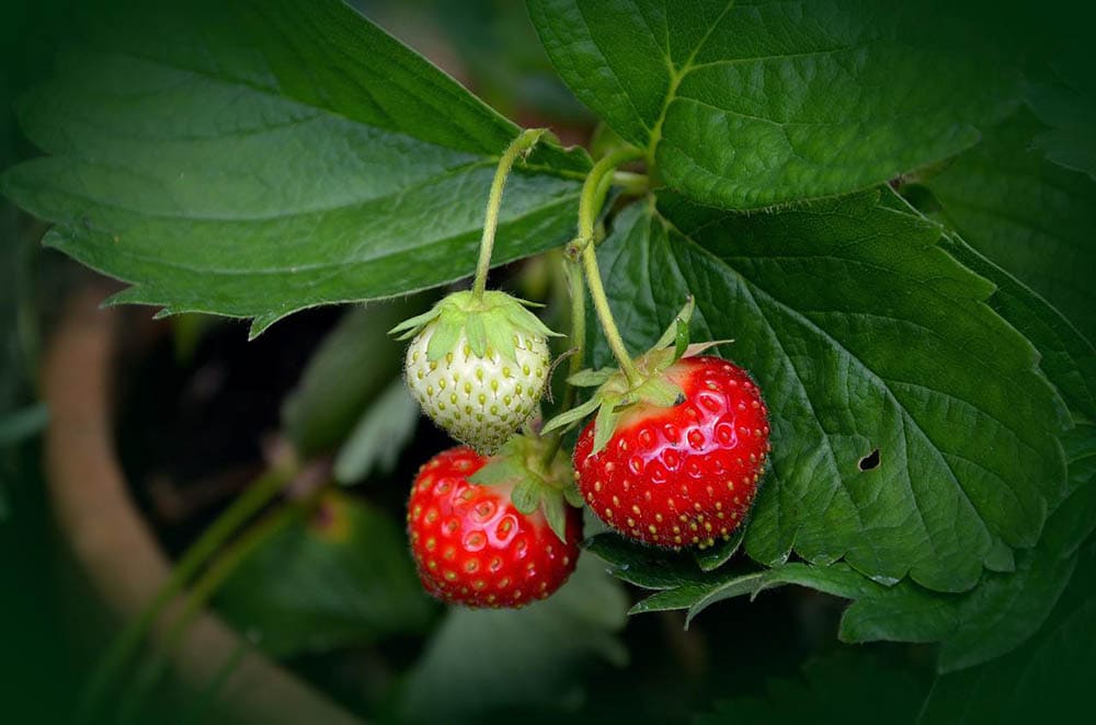 AC Wendy strawberry plant in a pot