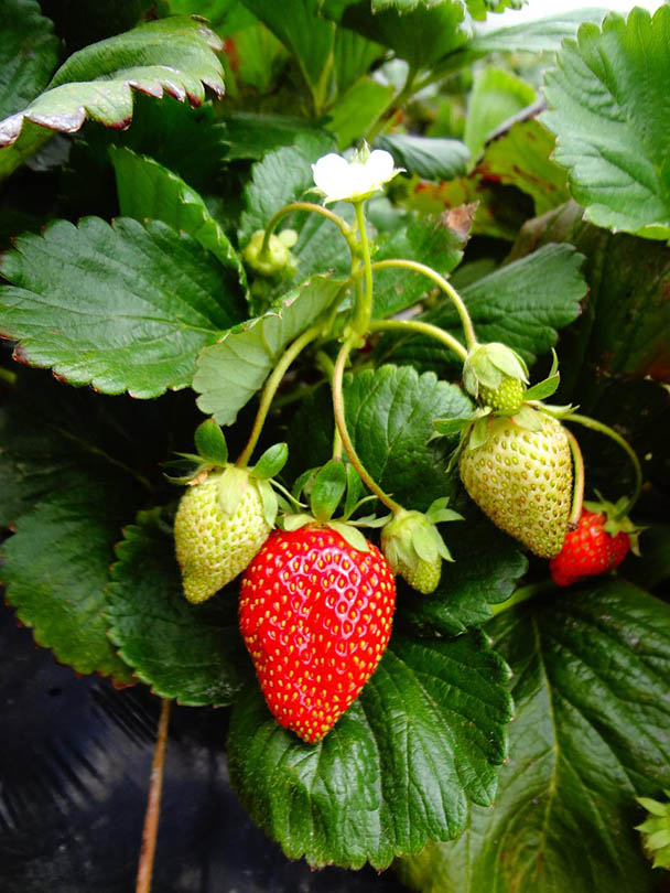 strawberry plant with fruits