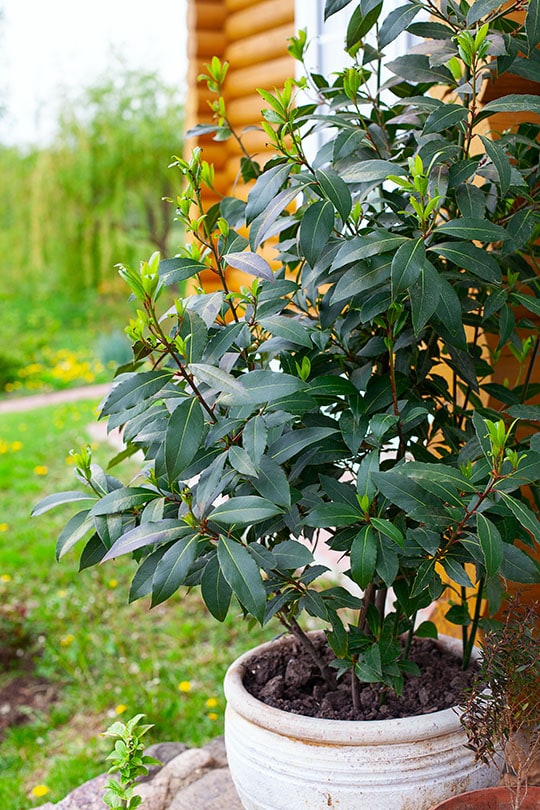 sweet bay in a pot