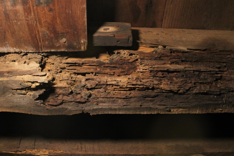 termite damage on wooden joist