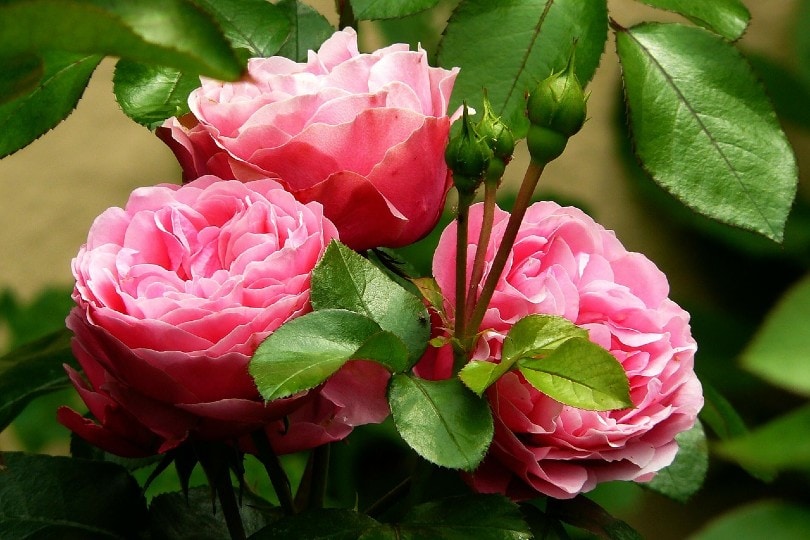 three pink roses